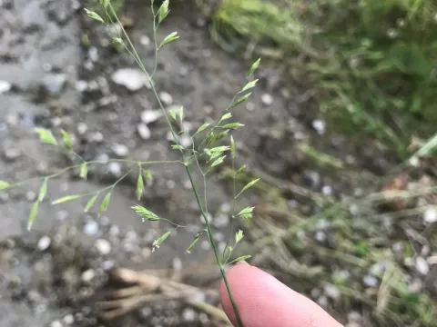 Poa sphondylodes