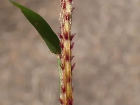 Polytrias