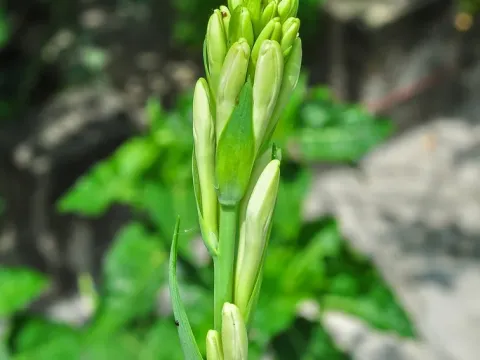 Агава амика