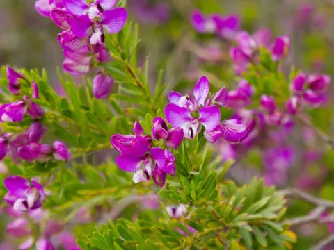 Polygala acicularis