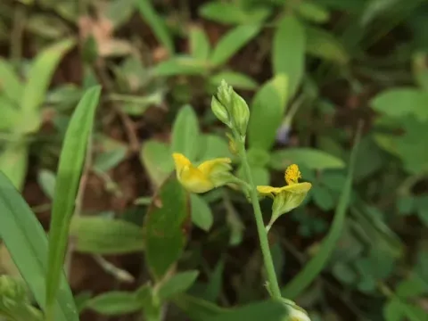 Polygala arvensis