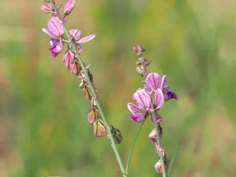 Hottentot snakeroot
