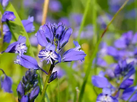 Polygala irregularis