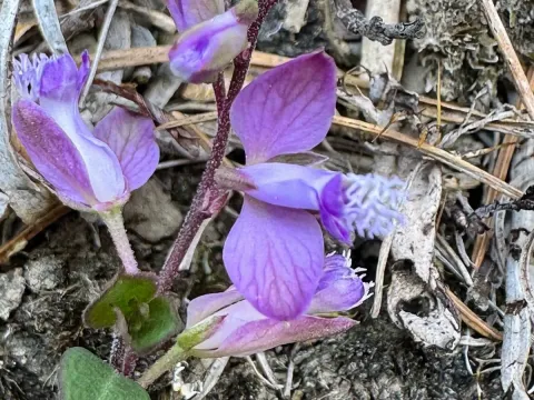 Polygala japonica