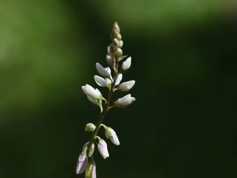 Polygala paniculata