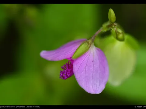 Грятинник гірчаколистий