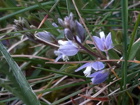 Heath milkwort