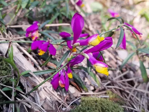 Polygala vayredae
