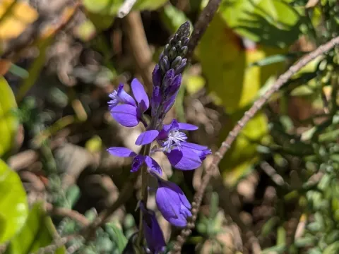 Common milkwort