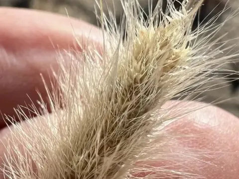 Polypogon
