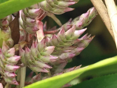 Aechmea smithiorum