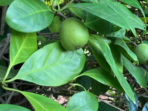 Pouteria multiflora
