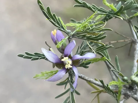 Porlieria