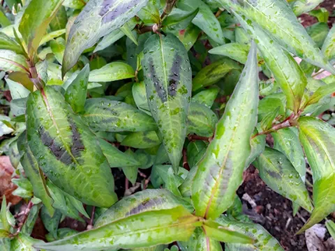 Vietnamese coriander