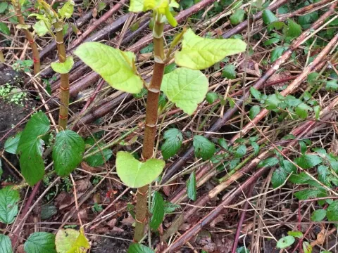 Uzen knotweed