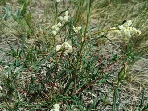 Spreading knotweed