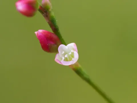 Persicaria pubescens
