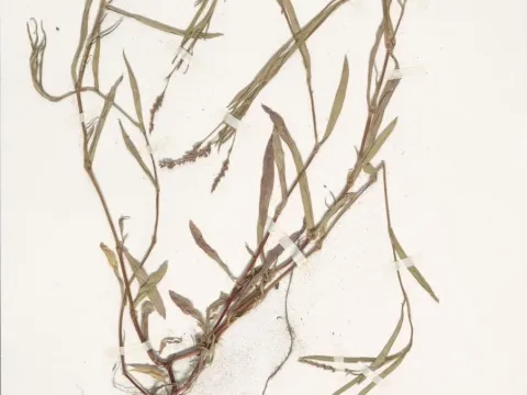 Lesser knotweed