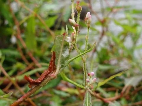 Persicaria hastatoauriculata