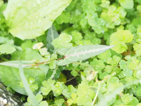 Polygonum hypoleucum