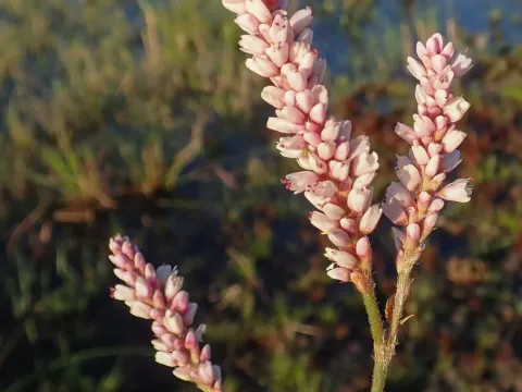 Persicaria limbata