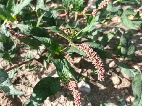 Горец узловатый