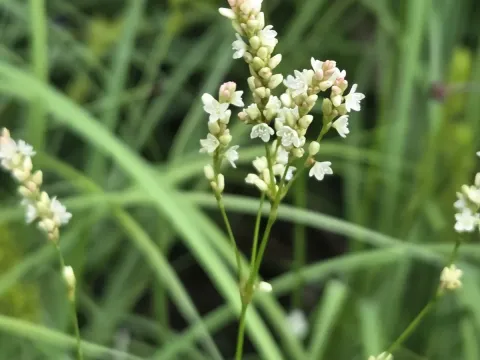 Opelousas knotweed