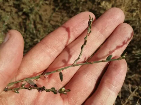 Polygonum patulum