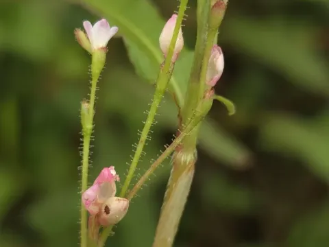 Persicaria praetermissa