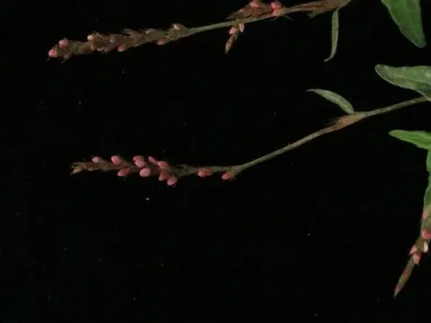 Polygonum posumbu
