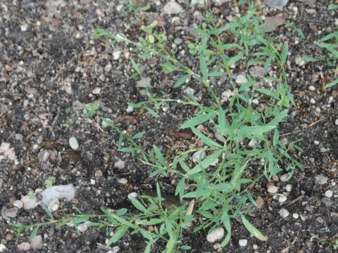 Narrow-leaved knotweed