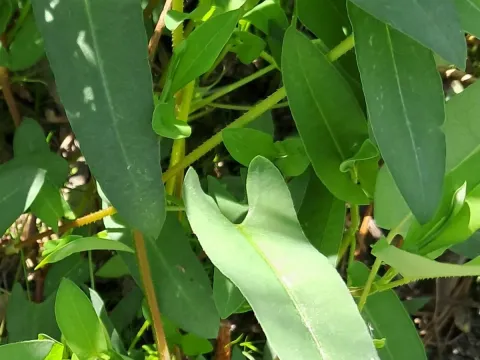 Arrowleaf tearthumb