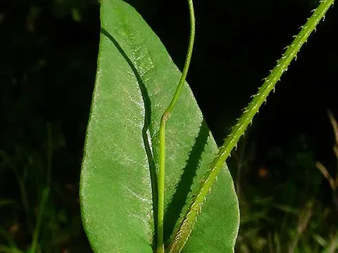 Arrow-leaved tearthumb