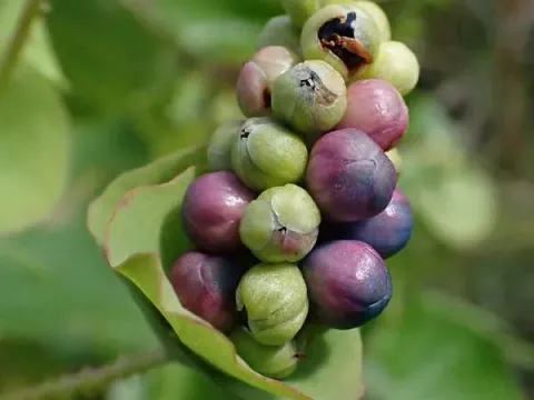 Siebold's knotweed