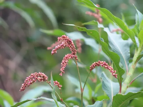 Rusty knotweed