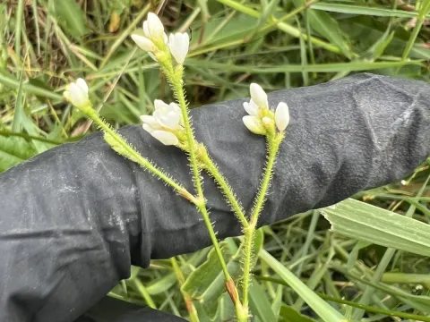 Persicaria strigosa