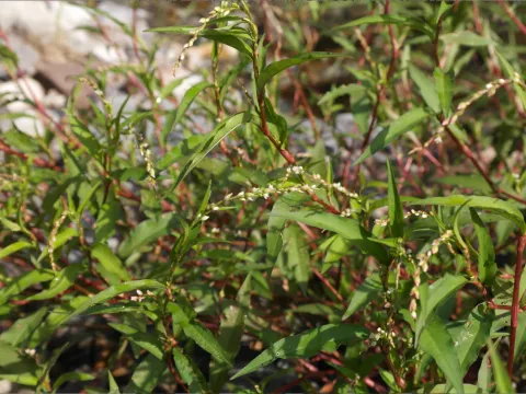 Polygonum taquettii