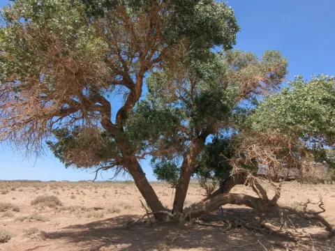 Euphrates poplar