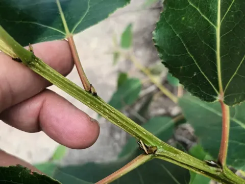 Jack's poplar