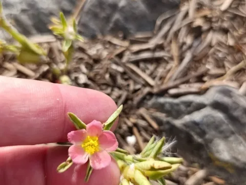 Portulaca cryptopetala