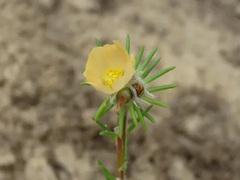 High purslane