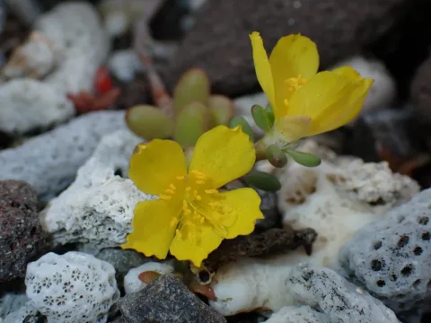 Formosan purslane