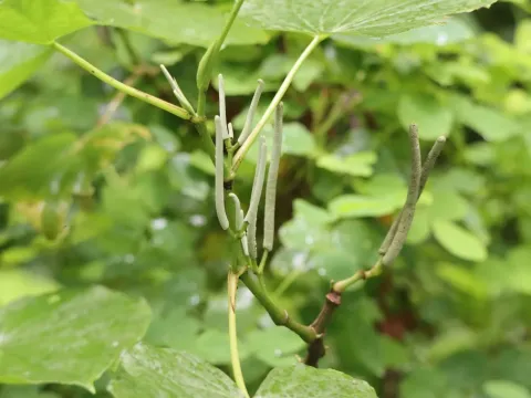 Pothomorphe dombeyana