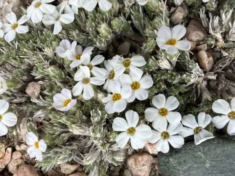 Hood's phlox
