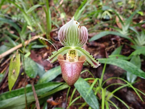Paphiopedilum
