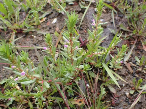 Water purslane