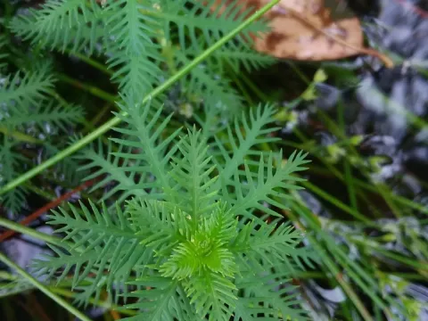 Proserpinaca intermedia