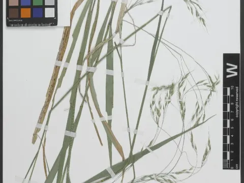 Piptatherum paradoxum