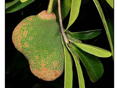 Parartocarpus