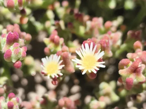 Psilocaulon
